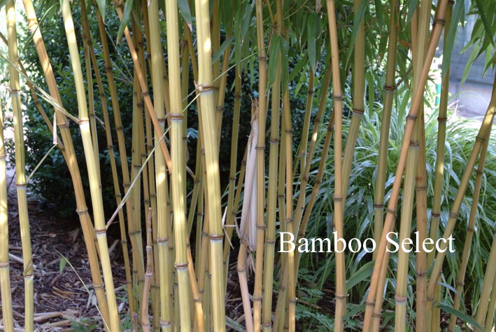 Phyllostachys aureosulcata 'Harbin Inversa'
