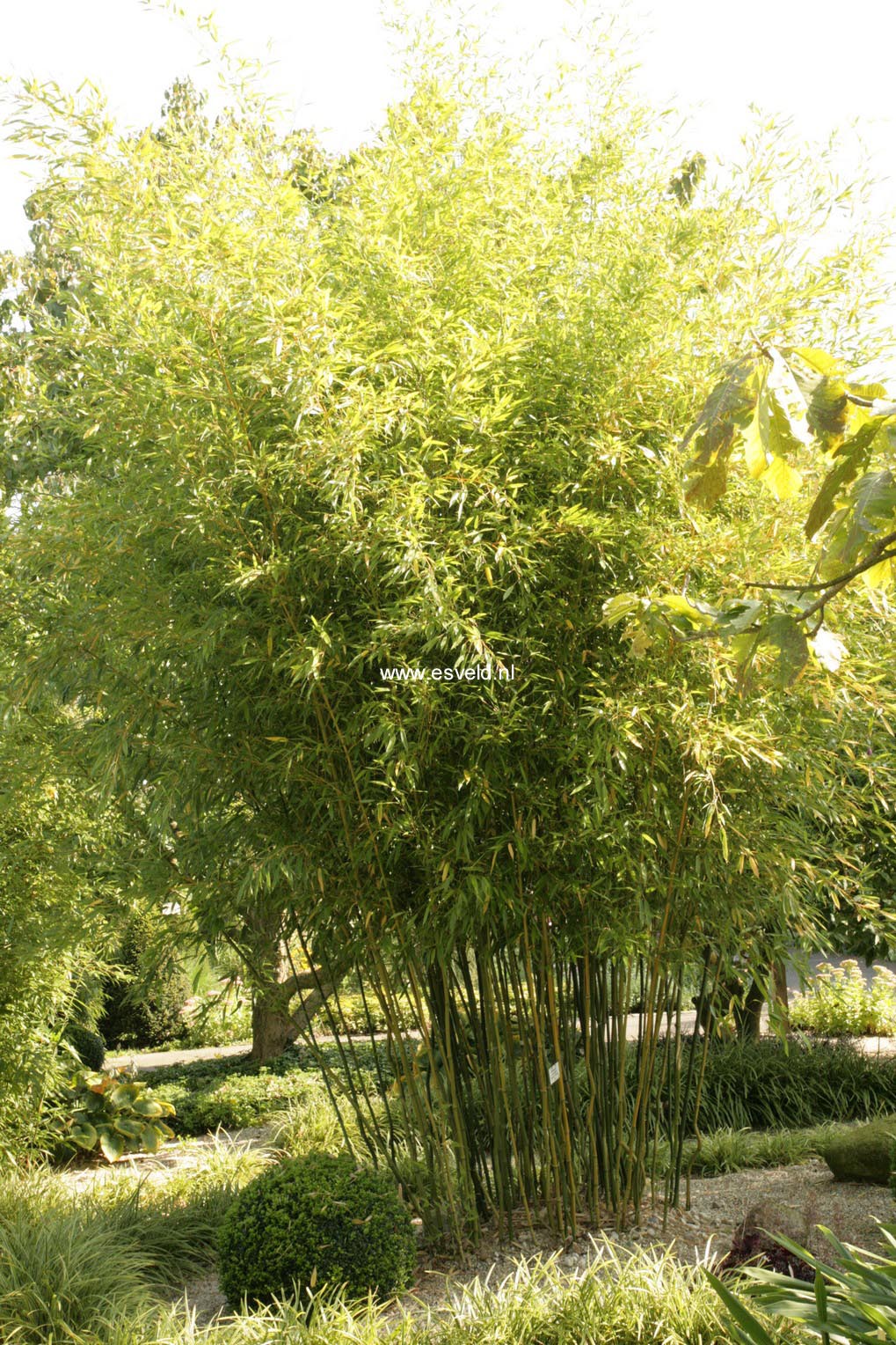 Phyllostachys aureosulcata