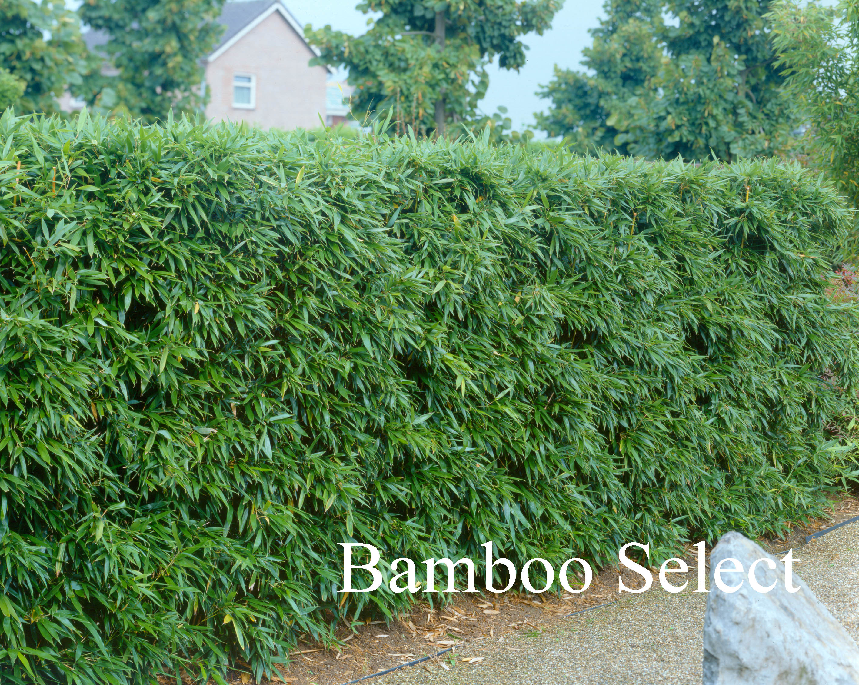 Phyllostachys bissettii