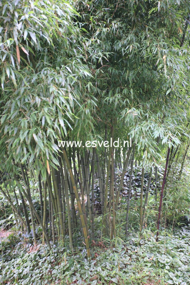 Phyllostachys nigra 'Henonis'