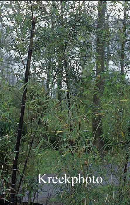 Phyllostachys nigra