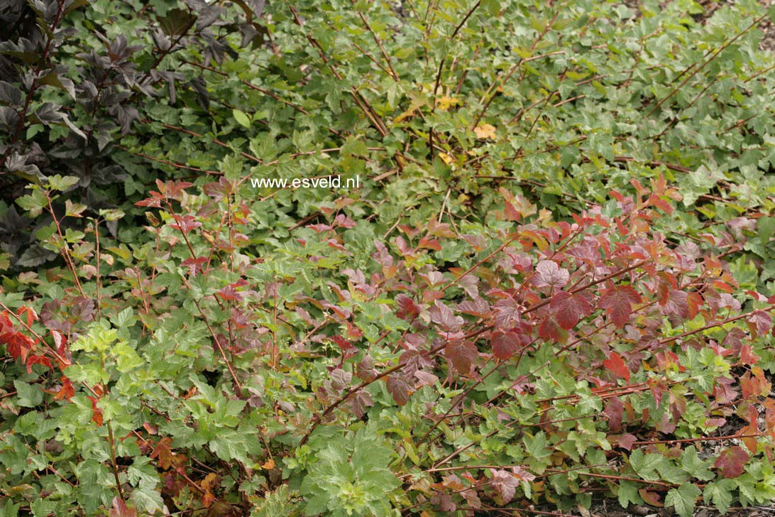 Physocarpus capitatus 'Tilden Park'