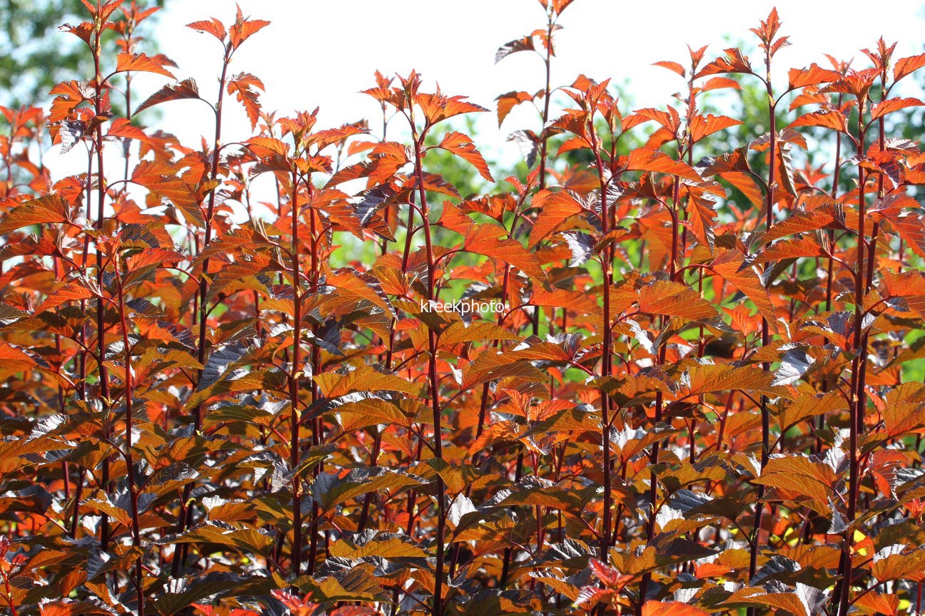 Physocarpus opulifolius 'Tuilad' (LADY IN RED)