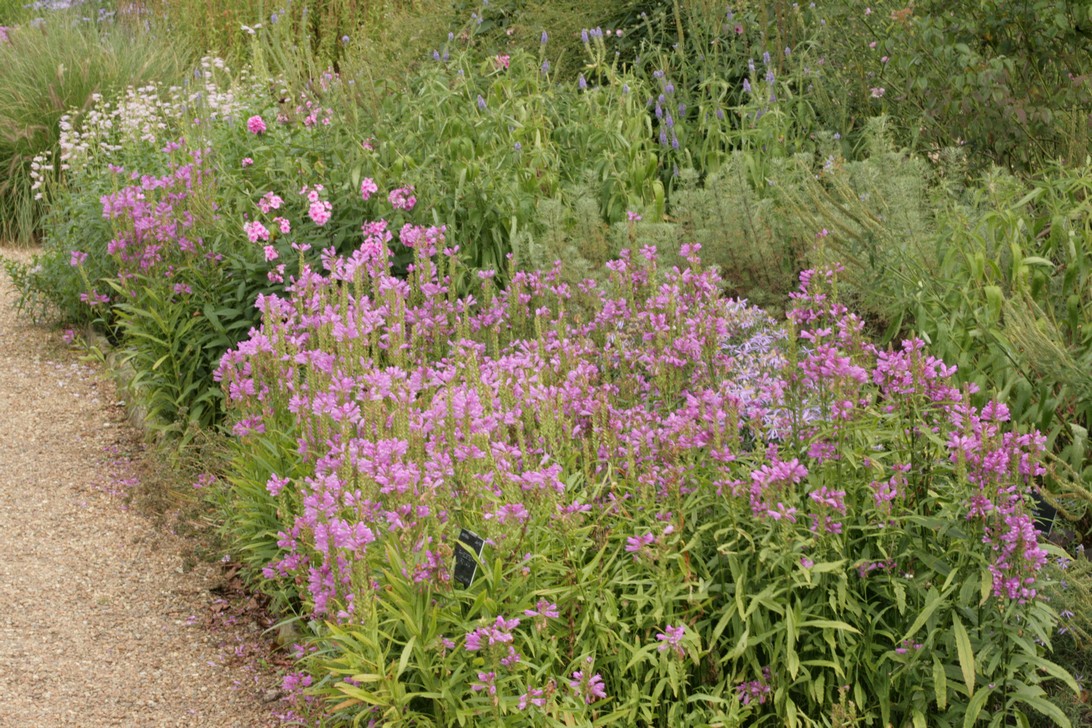 Physostegia virginiana