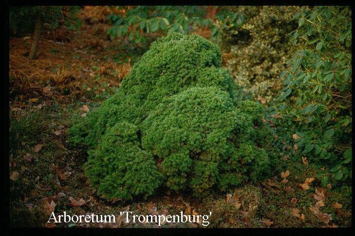 Picea abies 'Gregoryana'