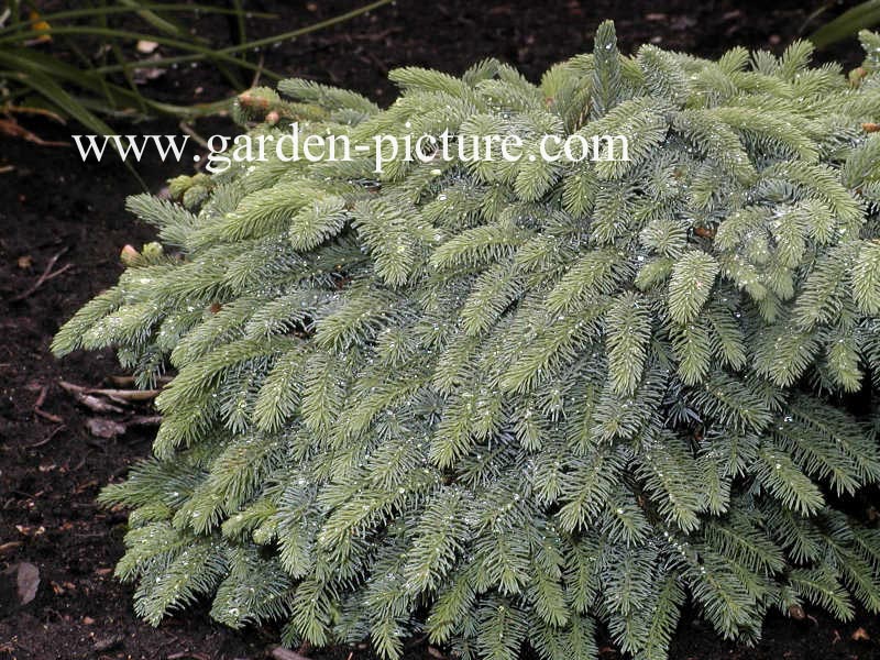 Picea lutzii 'Machala'