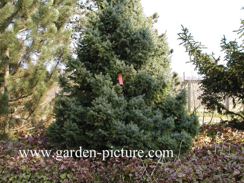 Picea omorika 'Nana'