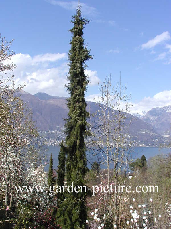 Picea omorika 'Pendula'