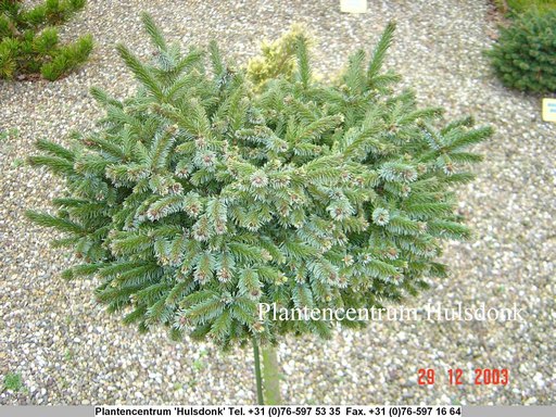 Picea omorika 'Pimoko'