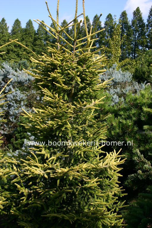 Picea orientalis 'Skylands'