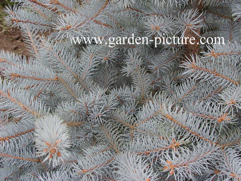 Picea pungens 'Edith'