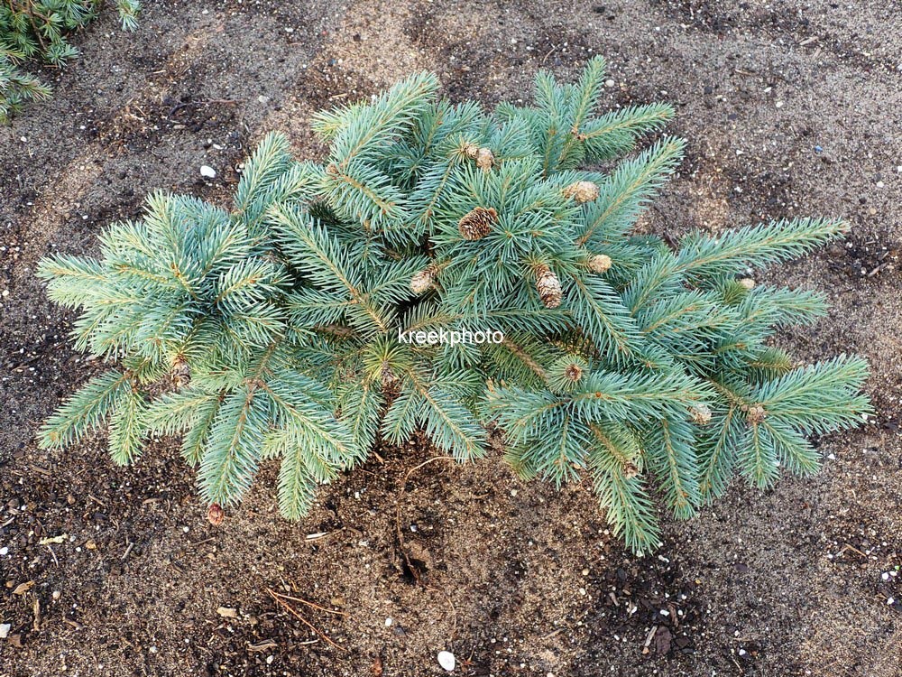 Picea pungens 'Hermann Naue'