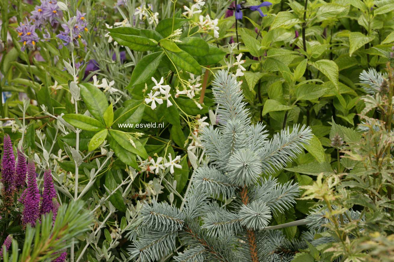 Picea pungens 'Hoopsii'