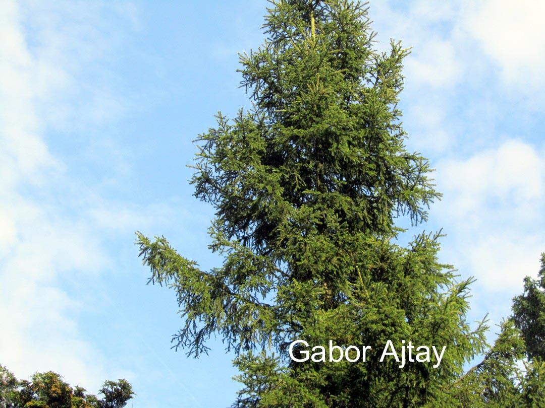 Picea pungens 'Moerheim'