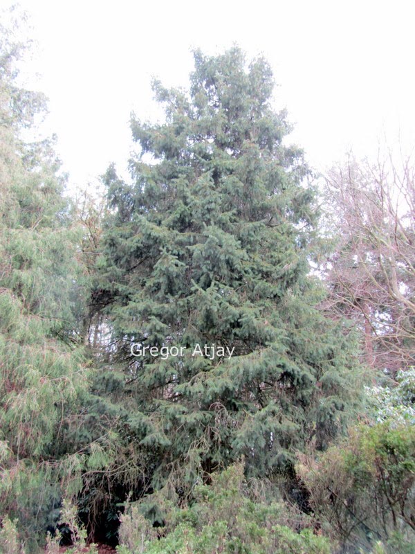 Picea schrenkiana