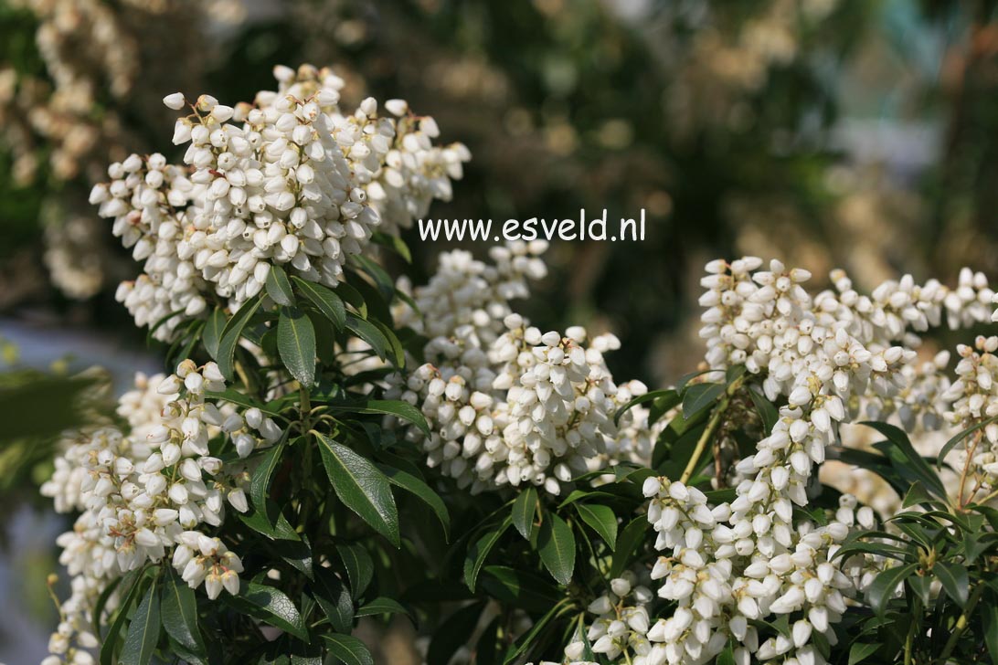 Pieris 'Karenoma'