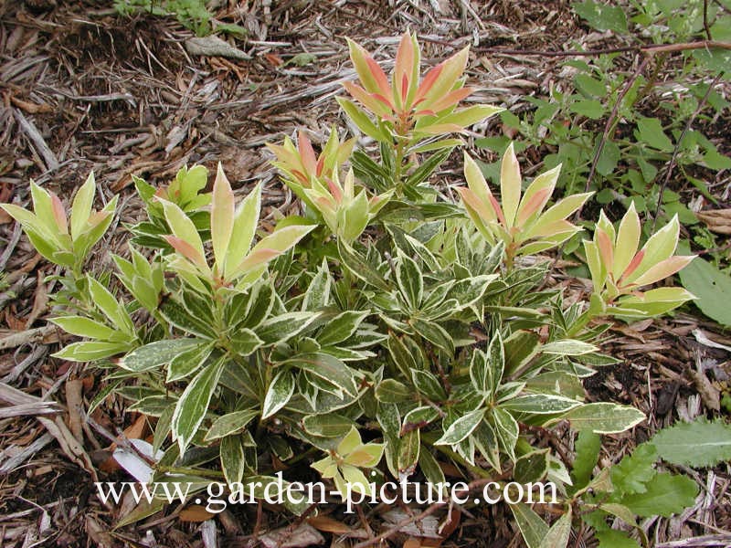 Pieris 'Robin's Wood'