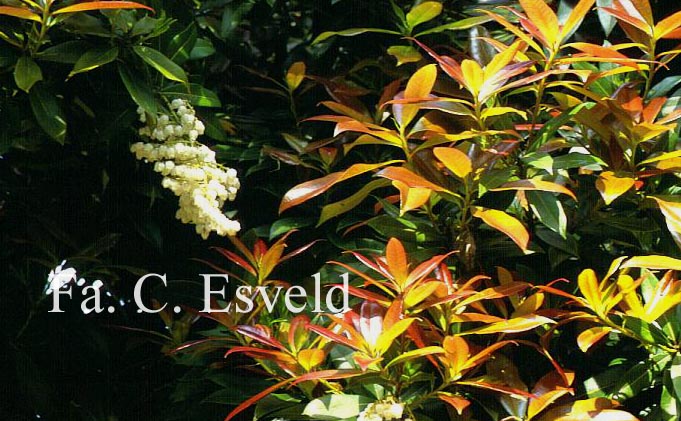 Pieris formosa forrestii