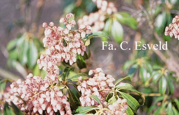 Pieris japonica 'Boltman's Pink'