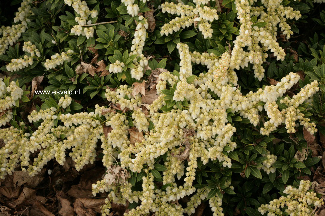 Pieris japonica 'Cavatine'