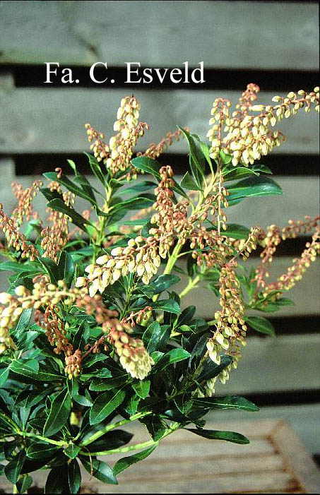 Pieris japonica 'Grayswood'