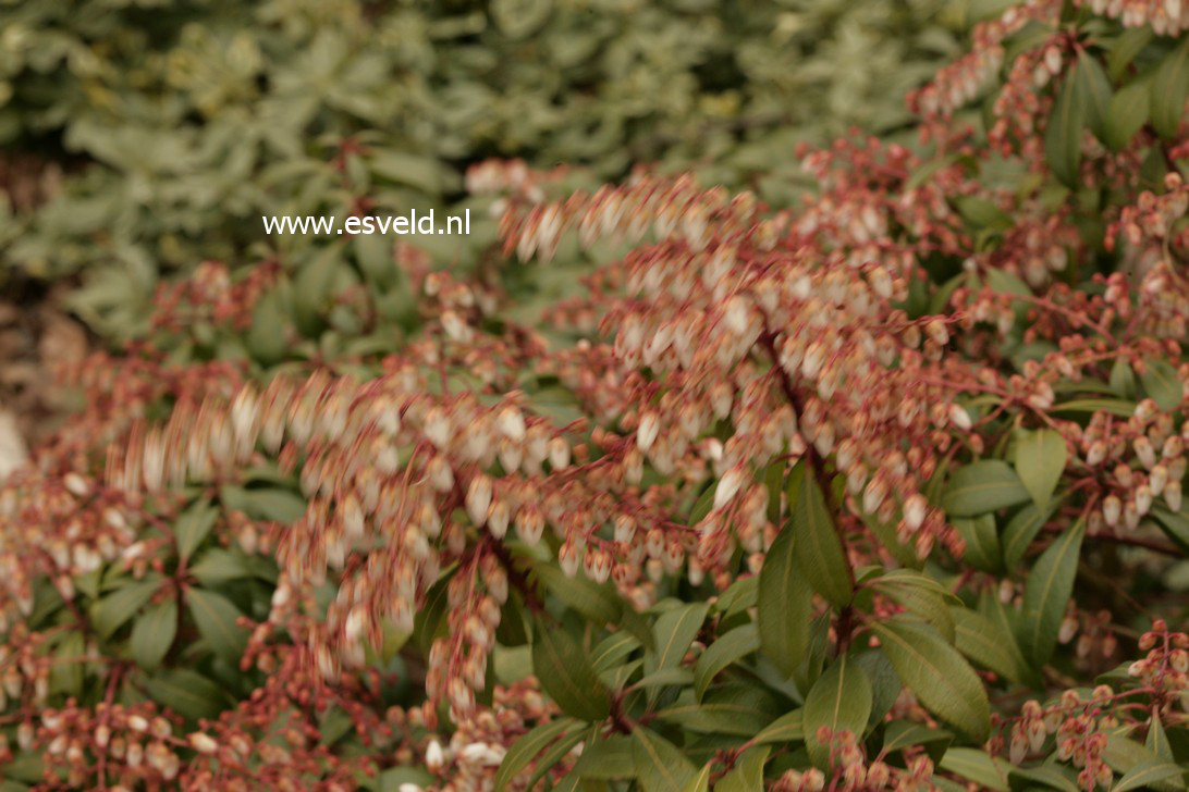 Pieris japonica 'Select'