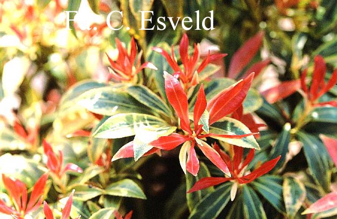 Pieris japonica 'Umberto'