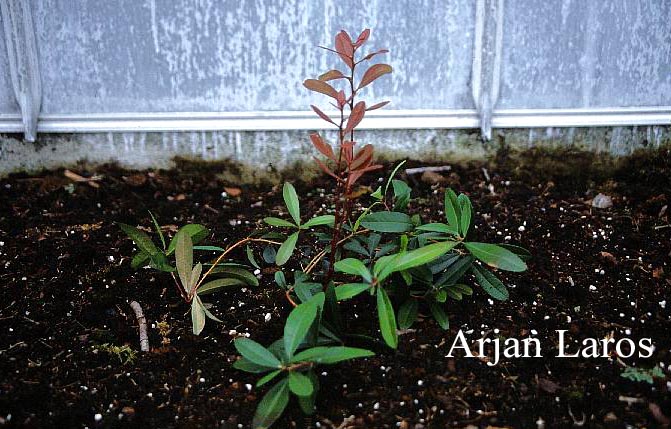 Pieris phillyreofolia