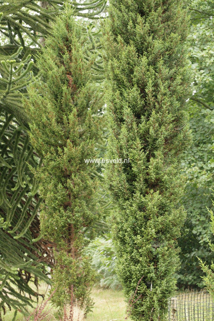 Pilgerodendron uviferum