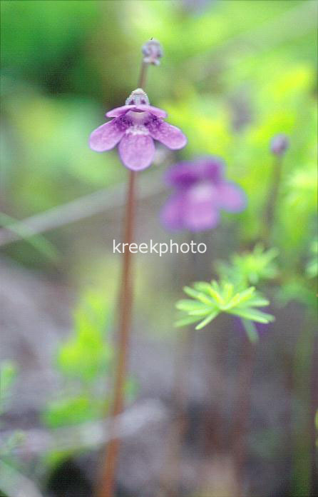 Pinguicula vulgaris