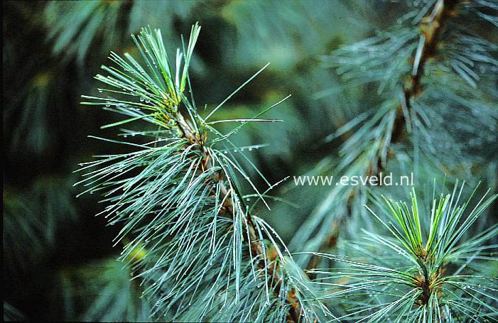 Pinus armandii