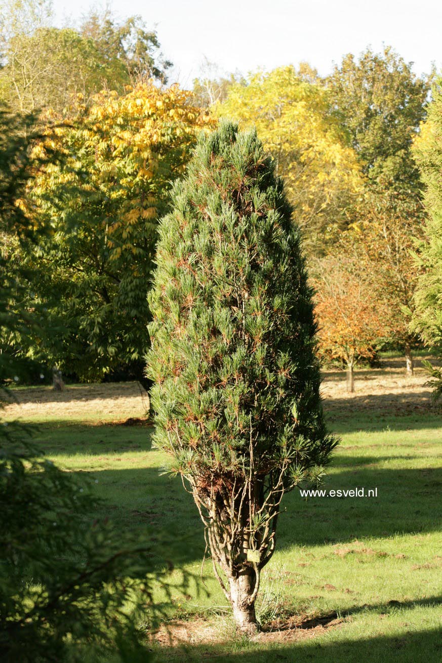 Pinus cembra 'Stricta'