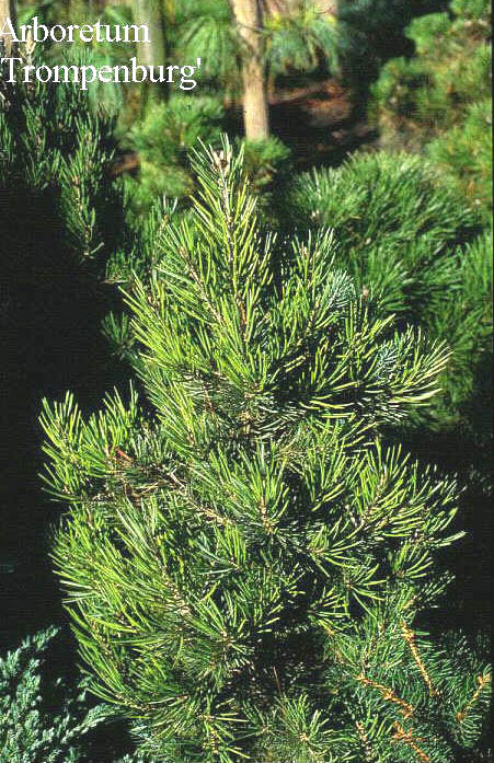 Pinus cembroides
