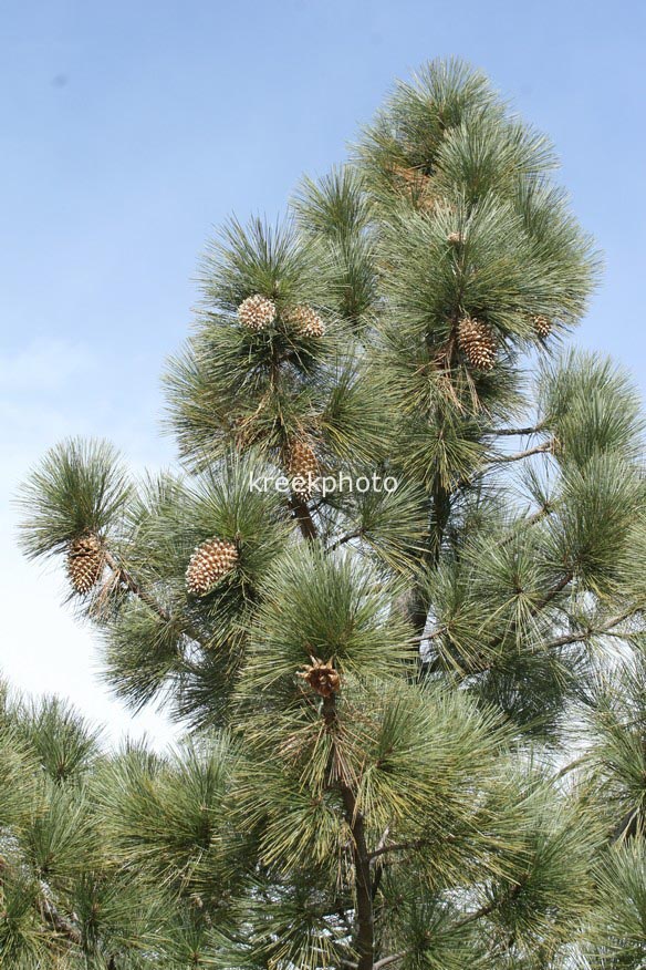 Pinus coulteri