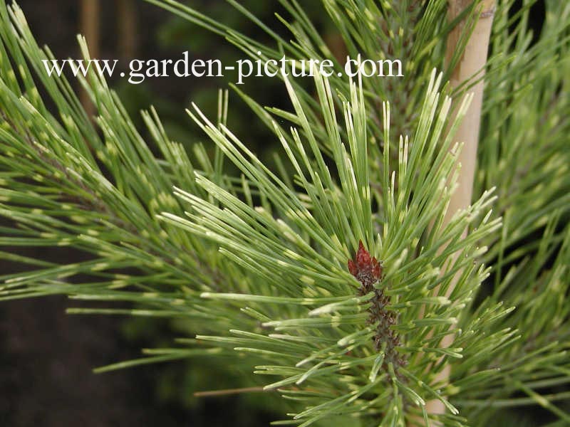 Pinus densiflora 'Oculus-draconis'