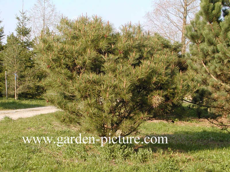 Pinus densiflora 'Umbraculifera'