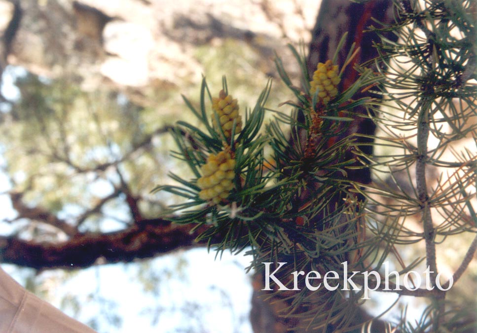 Pinus edulis