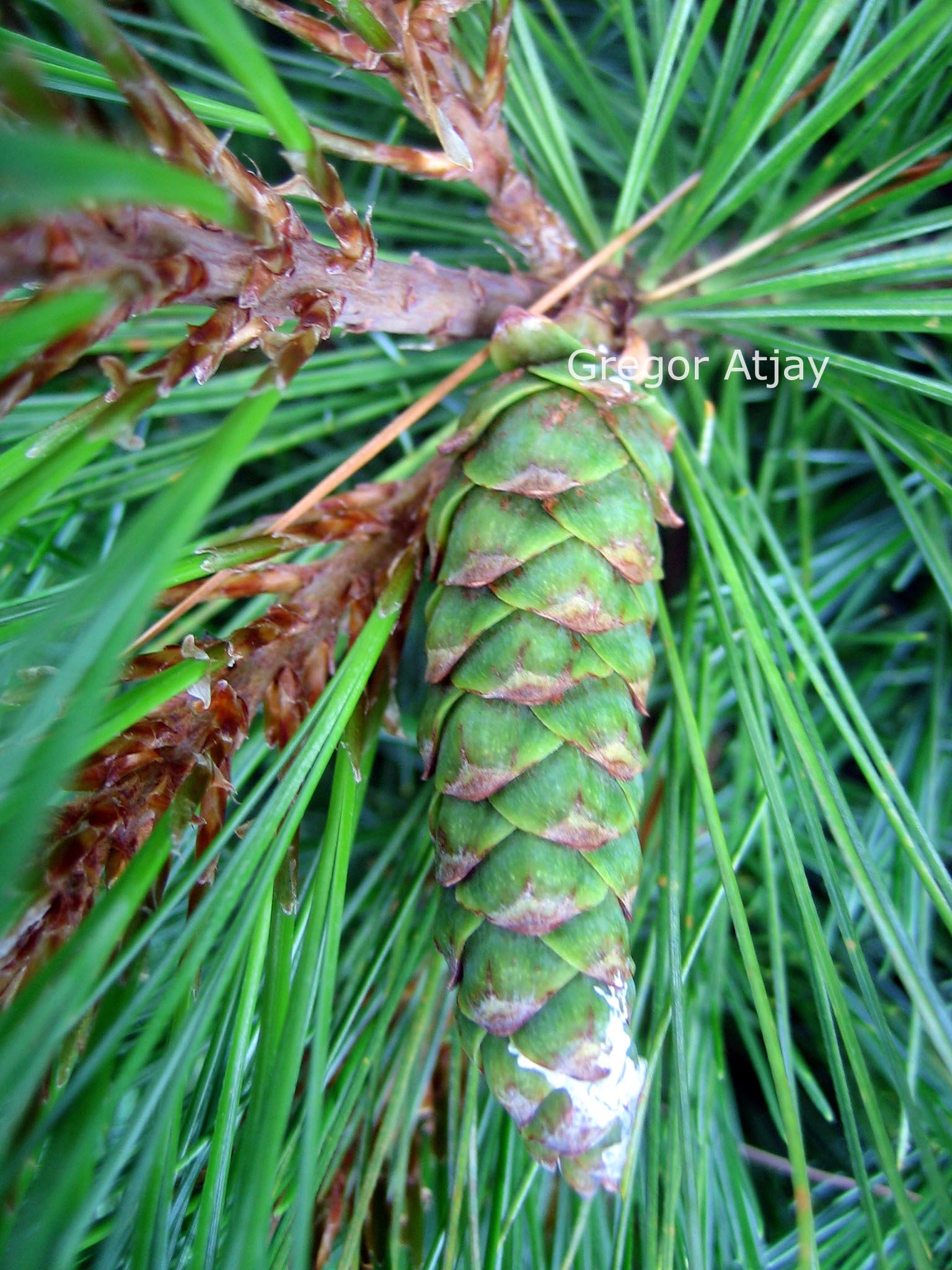 Pinus flexilis 'Pygmaea'