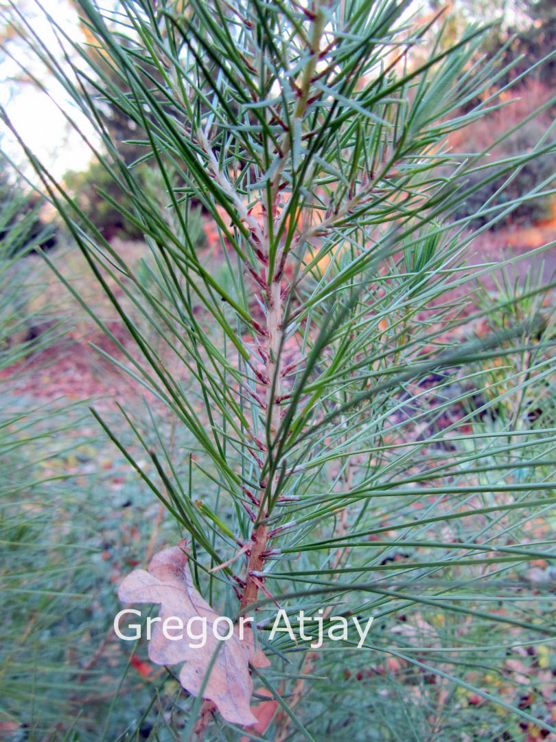 Pinus halepensis