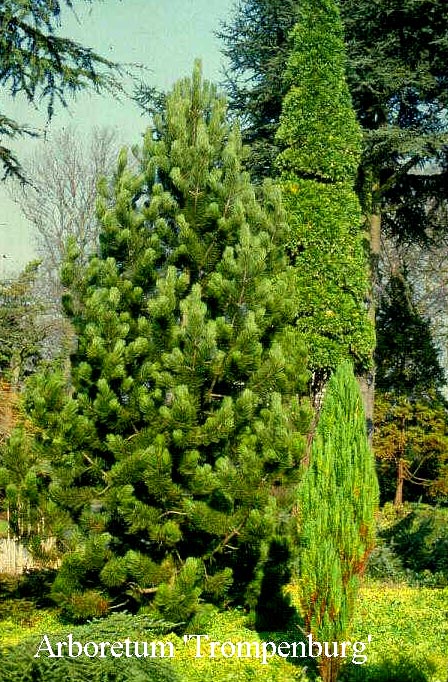 Pinus heldreichii 'Satellit'