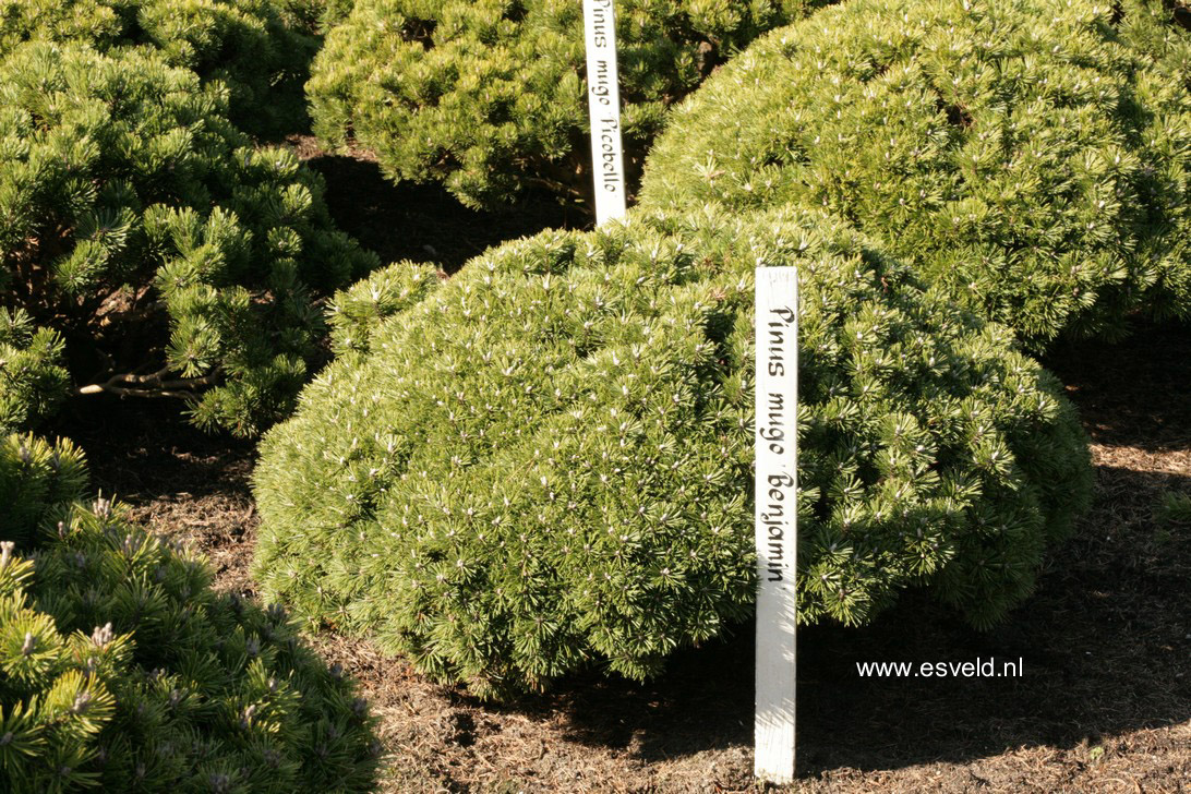 Pinus mugo 'Benjamin'