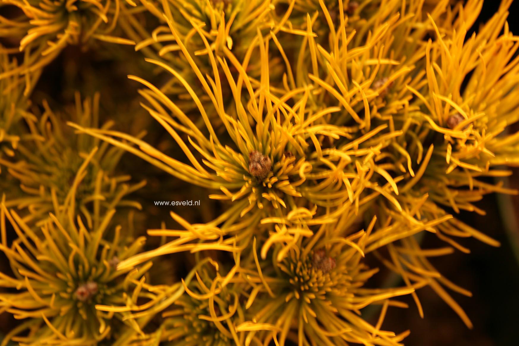 Pinus mugo 'Carsten'