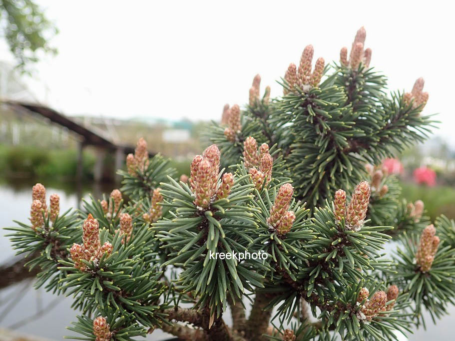 Pinus mugo 'Heinis Triumph'