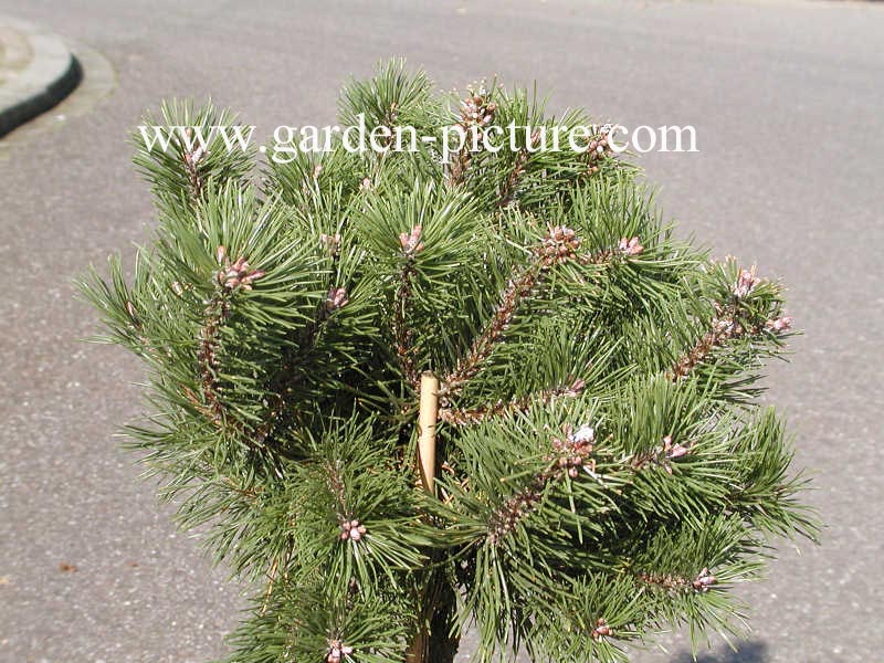 Pinus mugo 'Humpy'