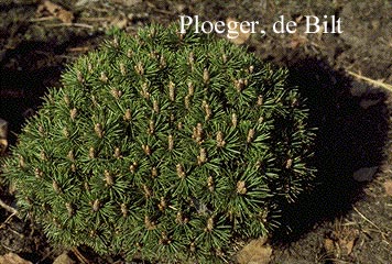 Pinus mugo 'Mini Mops'