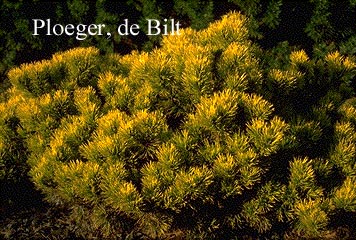 Pinus mugo 'Winter Gold'