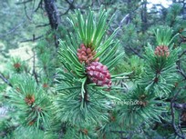 Pinus mugo subsp. uncinata