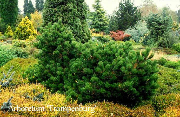 Pinus nigra 'Hornibrookiana'