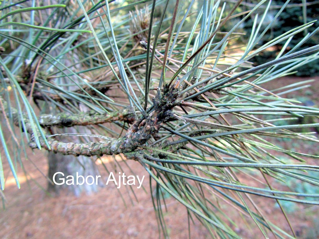 Pinus nigra 'Koekelaere'
