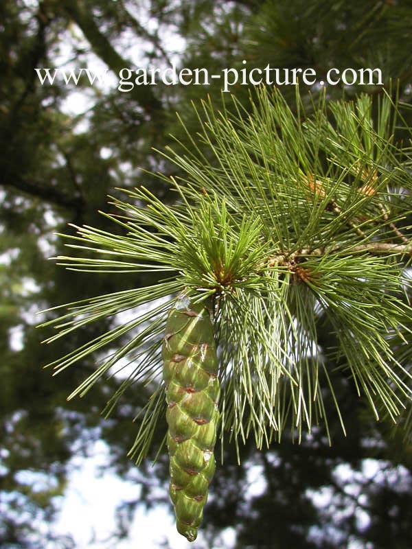Pinus peuce
